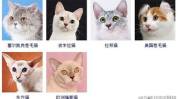 宠物猫品种大全,详尽解析各类猫咪品种特点与魅力