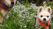 柴犬俊介,网络宠物的魅力与影响解析”