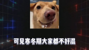 八卦吃瓜娱乐,吃瓜文化的兴起与影响