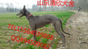 格力犬价格,品种、血统与市场行情全解析