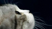 娱乐吃瓜猫金星,娱乐圈的麻辣吃瓜猫，揭秘幕后风云