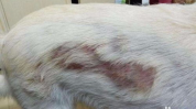 狗得了皮肤病怎么办,狗狗皮肤病应对策略及治疗指南