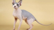 曼克斯猫,无尾精灵的温顺与活力