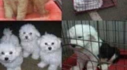 天天宠物网,云吸猫遛狗，轻松养宠新体验
