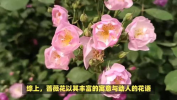 花的寓意,探寻花卉背后的寓意与魅力