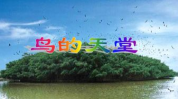 鸟的天堂课件,自然和谐与生命力的赞歌